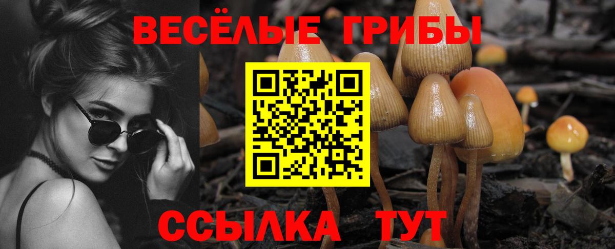 Галлюциногенные грибы Psilocybe Калач-на-Дону